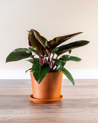 philodednron red congo large