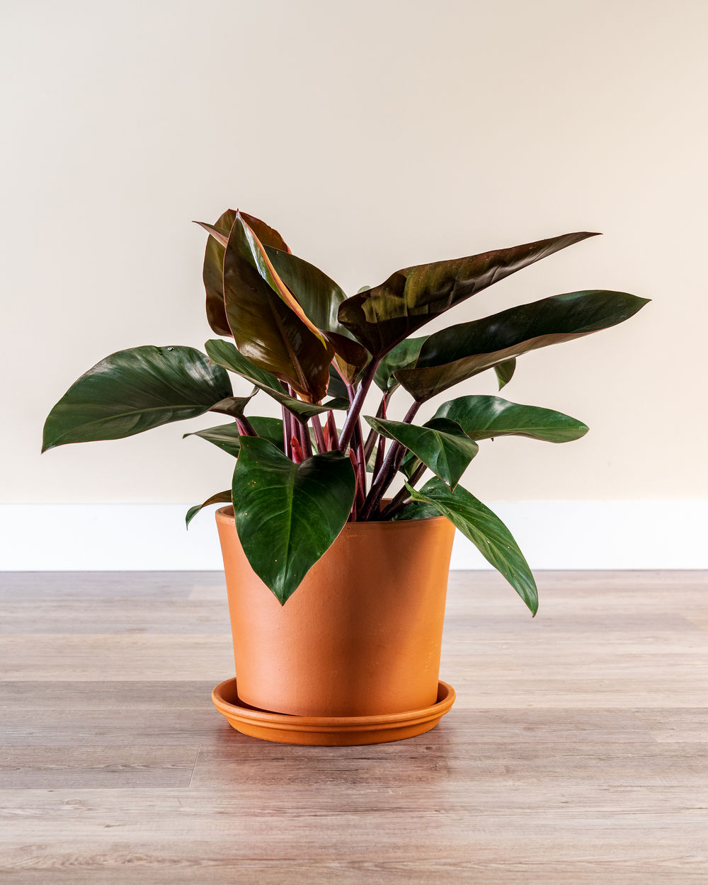 forfriskende besøgende barbermaskine Red Congo Philodendron | PlantVine