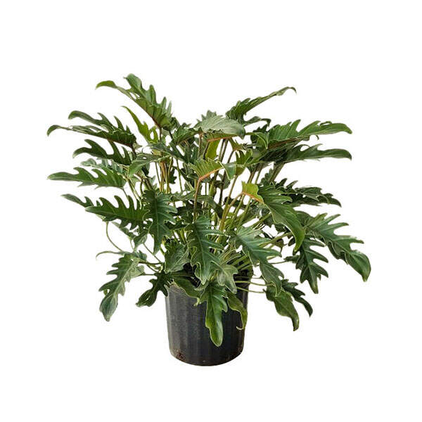 gaura siskiyou pink plant Gaura Siskiyou Pink | Two Live Plants | Non-GMO | Perennial main image 1
