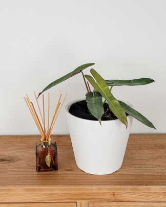 Philodendron Atabapoense