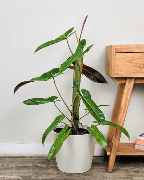 Large, Totem Large, Totem