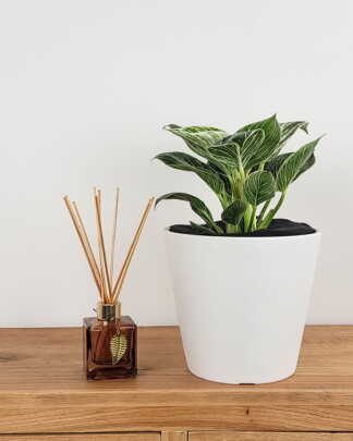 Philodendron Birkin