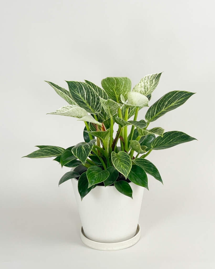 Philodendron 'Birkin'
