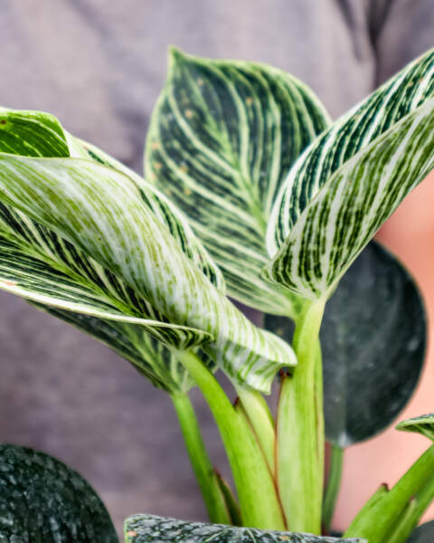 Foliage Foliage