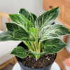 baby birkin philodendron Philodendron 'Birkin' 4