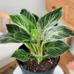 Philodendron Birkin