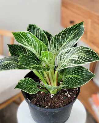Philodendron Birkin