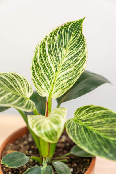 Leaves Leaves
