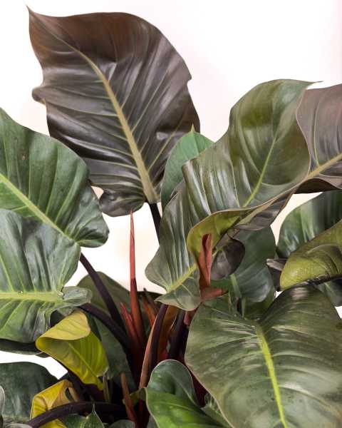Foliage 1 Foliage 1