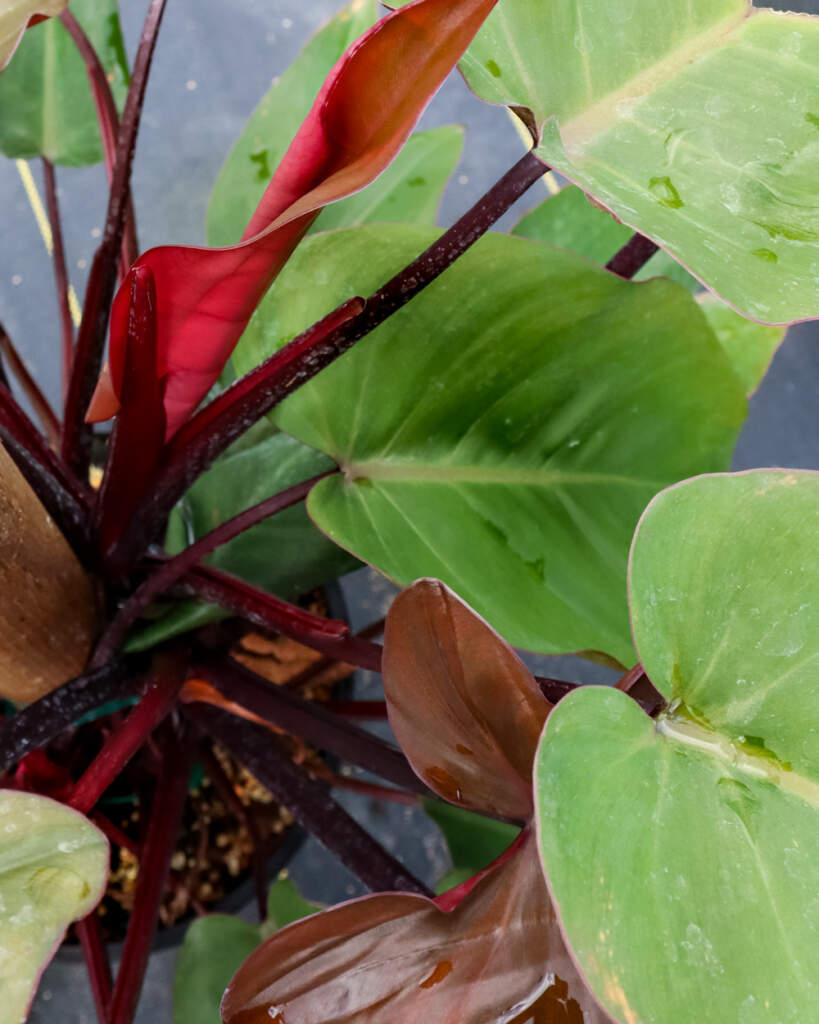 Philodendron ‘Bloody Mary’ PlantVine