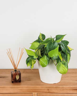 Philodendron Brasil