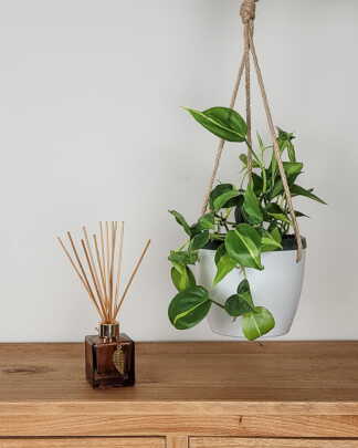 Philodendron Brasil