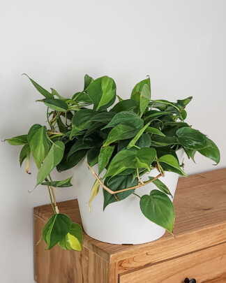 Philodendron Brasil