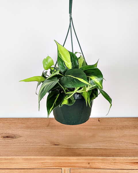 Large, Hanging Basket Large, Hanging Basket