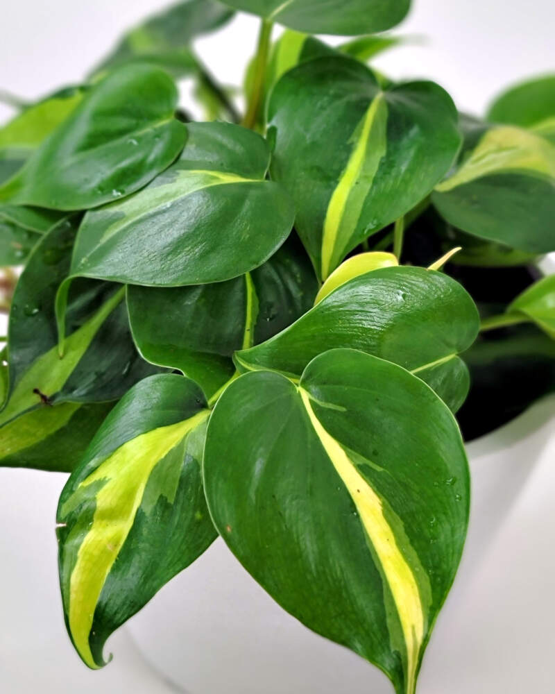 Order Philodendron 'Brasil', Heartleaf Philodendron Plant Online