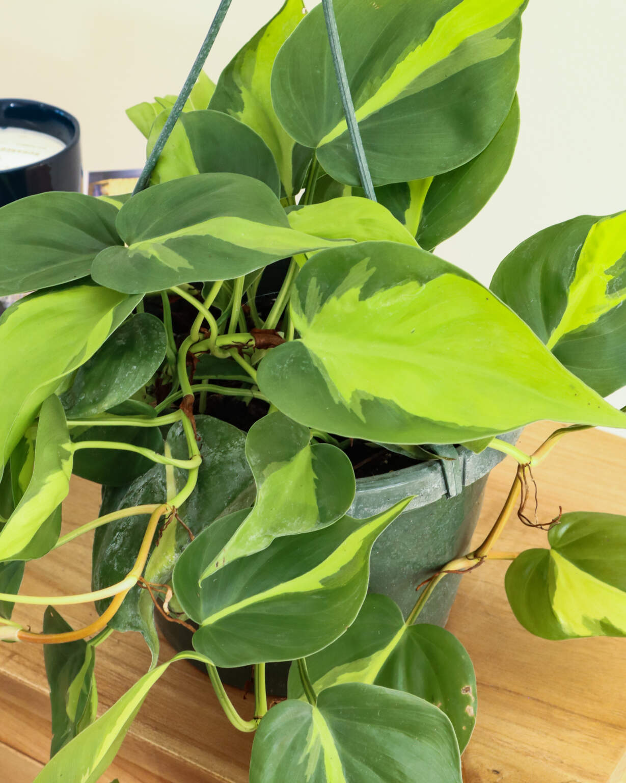 Order Philodendron 'Brasil', Heartleaf Philodendron Plant Online