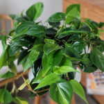 Philodendron Brasil