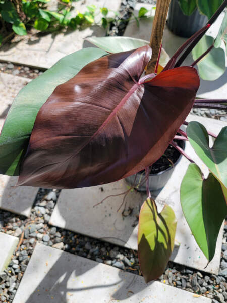 Foliage Foliage