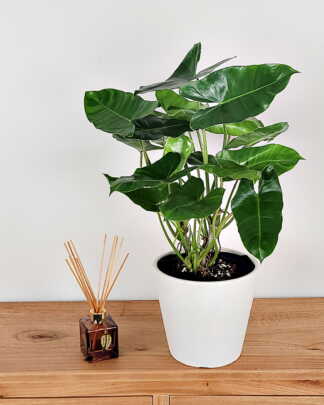 Philodendron Burle Marx