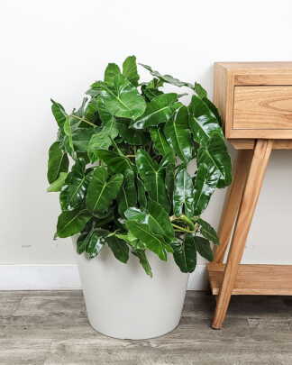 Philodendron Burle Marx