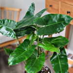 Philodendron Burle Marx