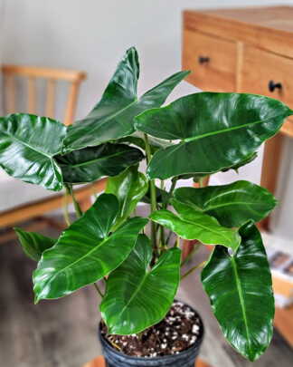 Philodendron Burle Marx