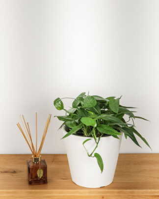 Philodendron Cebu Blue
