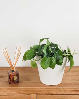 Philodendron Cordatum