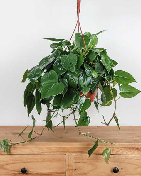 Medium, Hanging Basket