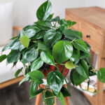 Philodendron Cordatum