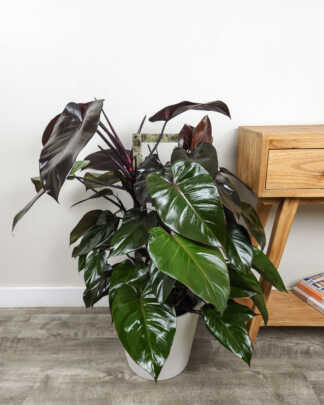 Philodendron Dark Lord