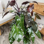 Philodendron Dark Lord