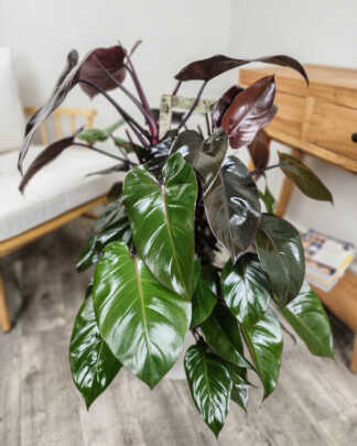 Philodendron Dark Lord