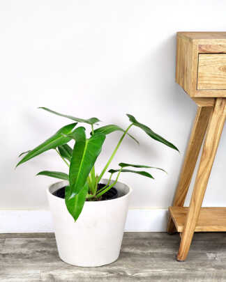 Philodendron Domesticum