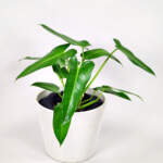 Philodendron Domesticum