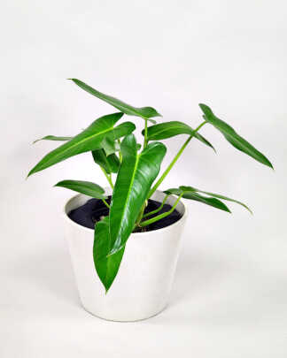 Philodendron Domesticum