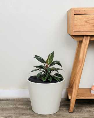 Dwarf Red Congo Philodendron - Large