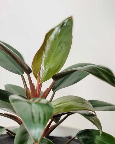 Foliage Foliage