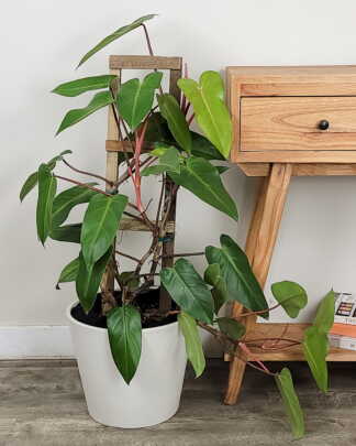 Philodendron Emeral Red
