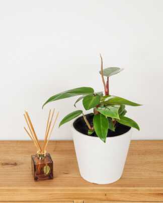 Philodendron Emerald Red