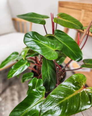 Philodendron Emerald Red