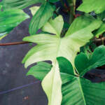 philodendron florida ghost