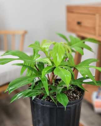 Philodendron 'Florida Ghost'