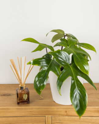 Philodendron Florida Green