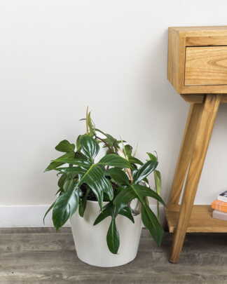 Philodendron Florida Green