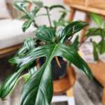 Philodendron Florida Green