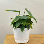 philodendron fuzzy petiole