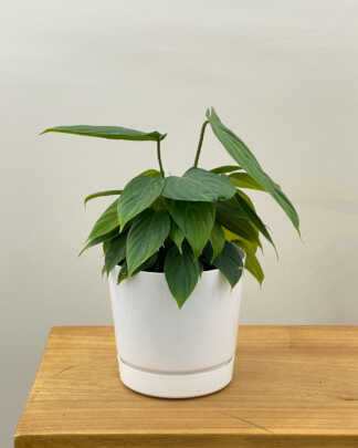 philodendron fuzzy petiole