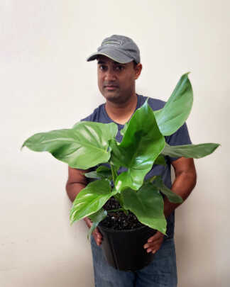 philodendron giganteum