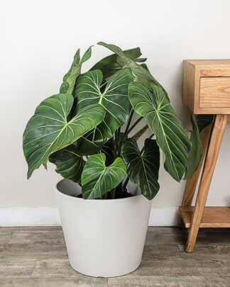 Philodendron Gloriosum